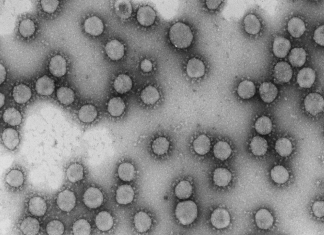 Coronavirus en Argentina:143 muertes y otros 9.276 casos positivos en 24 hs.