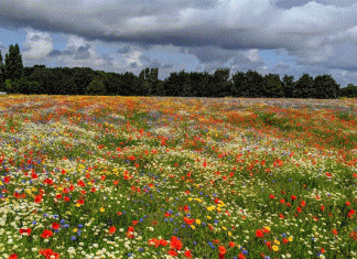 La mujer que se casó con un árbol cumple un año de matrimonio y dice que fue la mejor decisión de su vida.