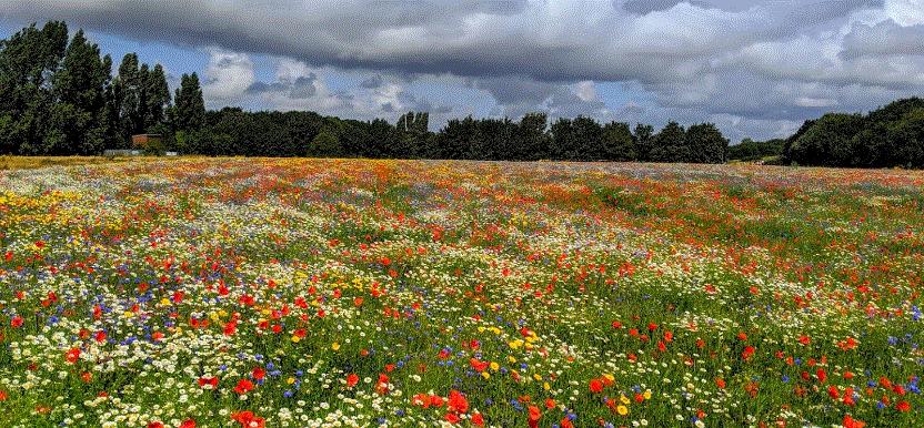 Esta imagen tiene un atributo alt vacío; el nombre del archivo es park1.gif