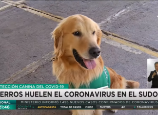 Chile tiene perros detectores de COVID, capaces de reconocer un caso en menos de 5 segundos.