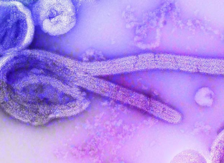 Chapare, un nuevo virus mortal que viene de Bolivia.