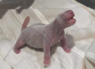 Nació un cachorro de panda gigante en el Zoo de Japón.