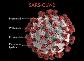 El coronavirus sobrevive durante días en las superficies gracias a una capa protectora. Sabías?