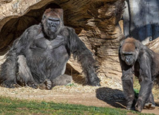 Gorilas con COVID en un zoo de EEUU.