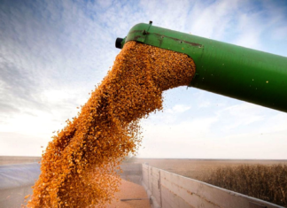 El Gobierno elimina las restricciones a la exportación del maíz.