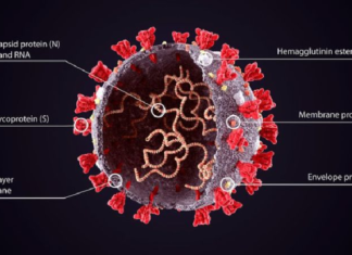 El Malbrán confirmó la variante de Río de Janeiro del SARS-CoV-2 en Argentina.