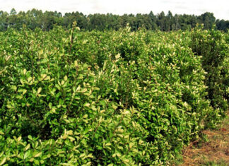 El Gobierno destina 650 millones de pesos para yerba a los más vulnerables.