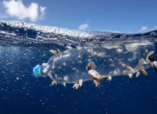 Día Mundial de los Océanos: la contaminación marítima pone en peligro a la salud humana