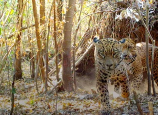 Nacieron dos yaguaretés silvestres en los Esteros del Iberá por primera vez en más de 70 años