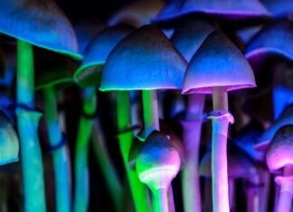 Un hongo psicodélico ayudaría a tratar el alcoholismo