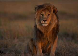 En peligro de extinción